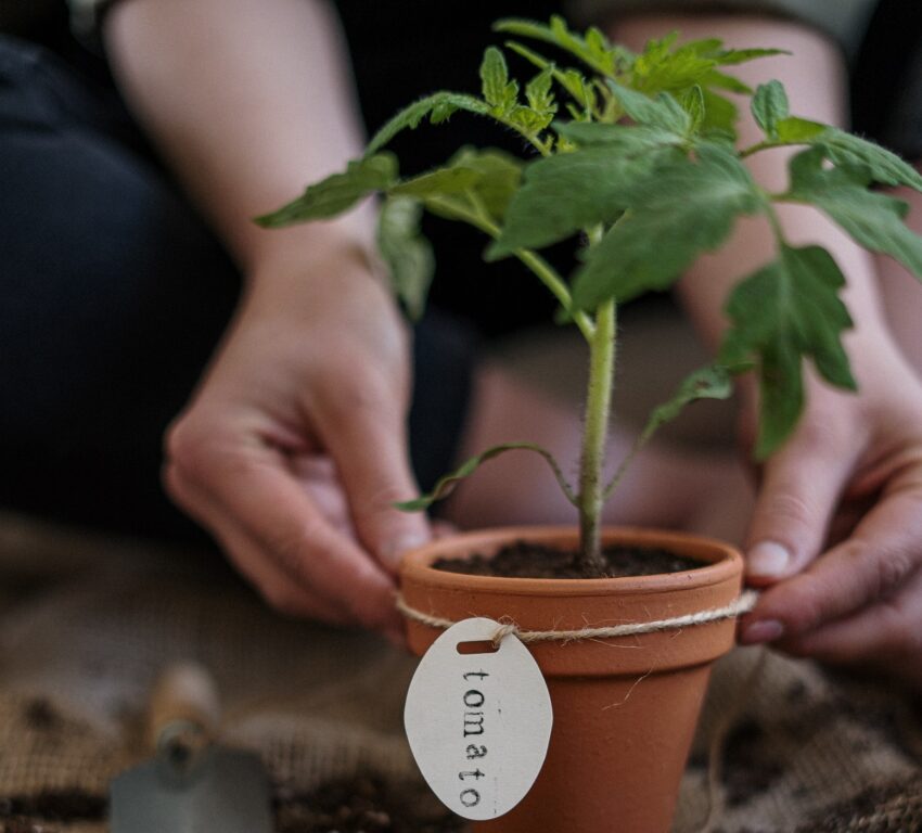 Tomato seedling in terracotta planter.