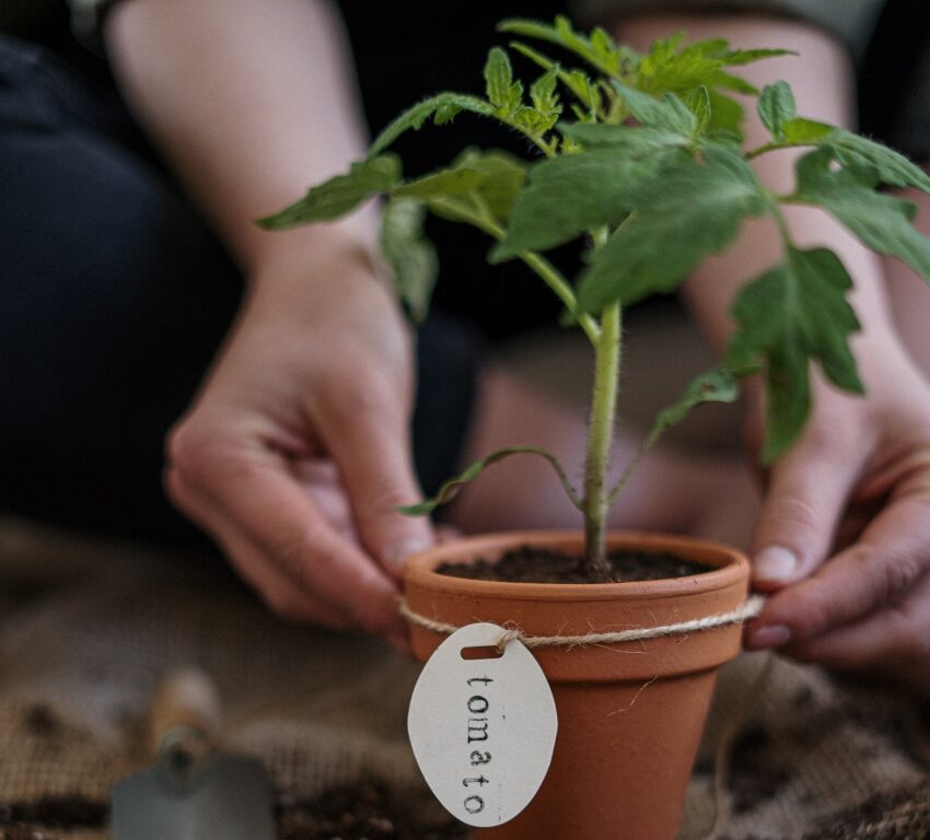 tomato plant seedlings