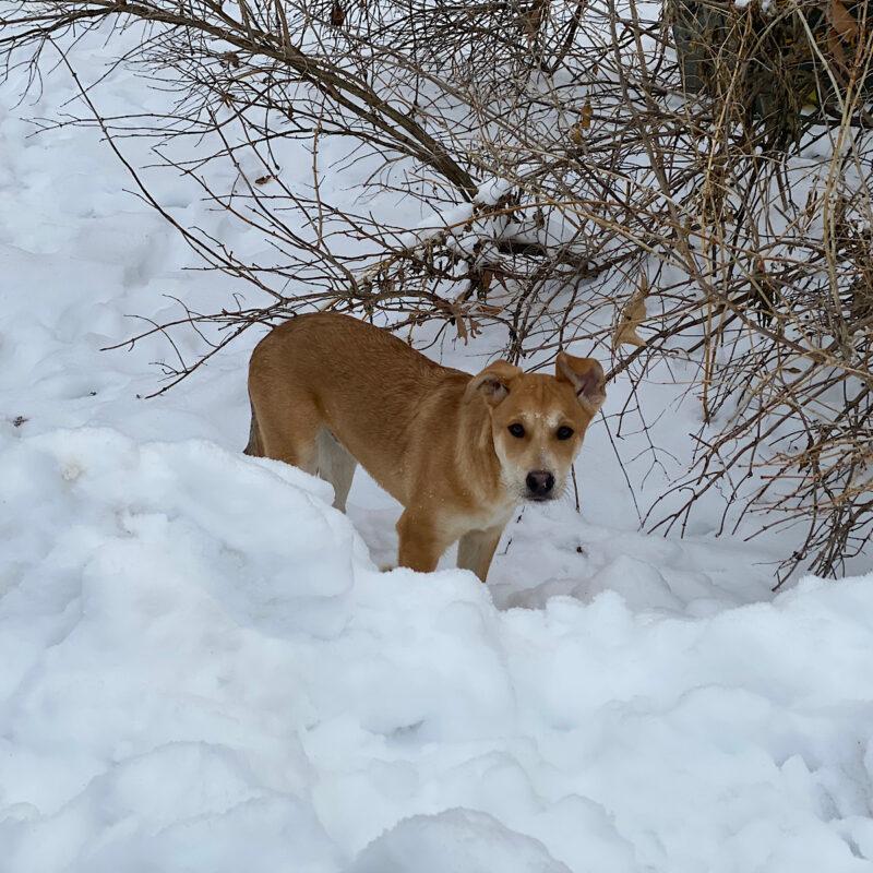 My rescue dog in the snow on our farm in the late Spring.