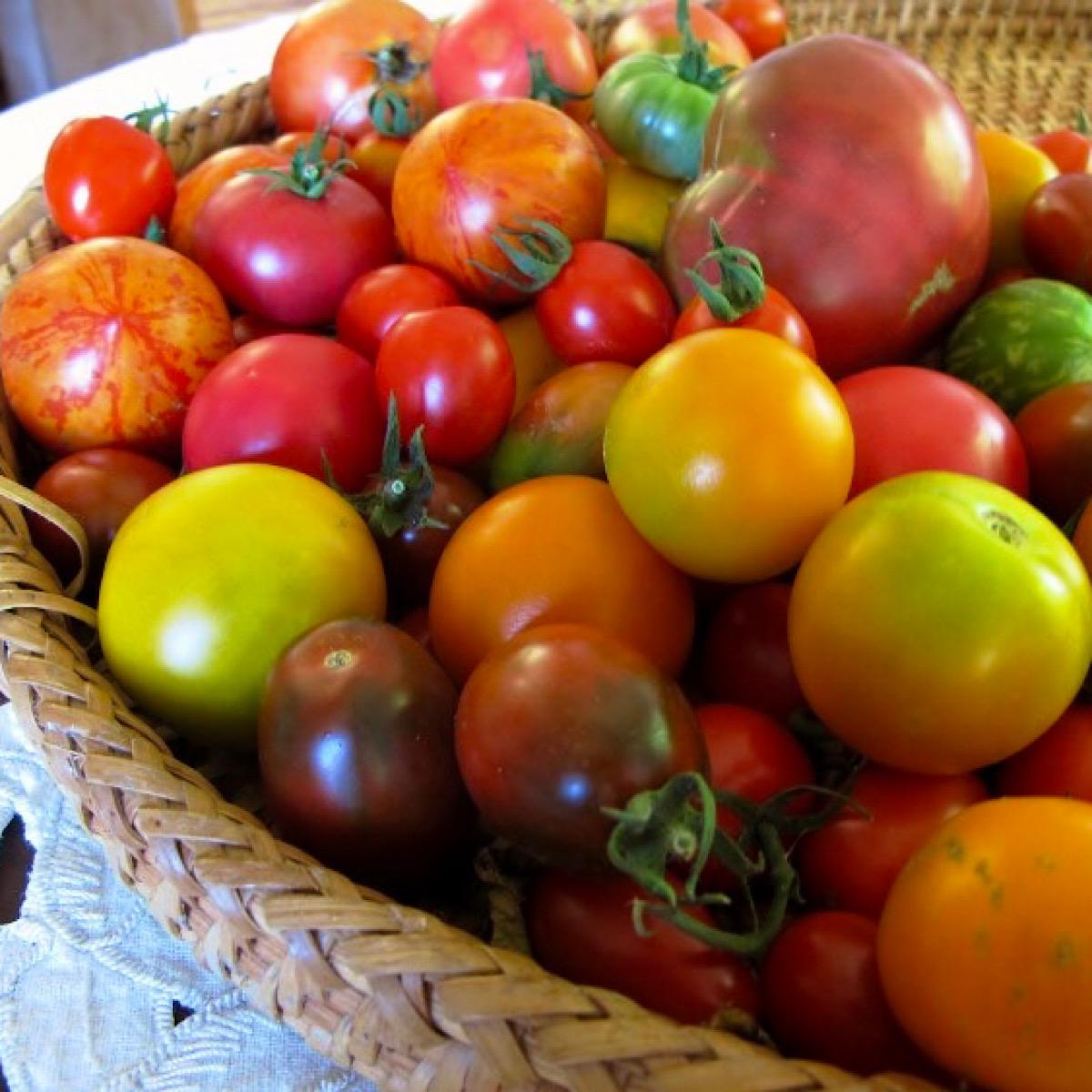 Basket of mixed heirloom tomato varieties