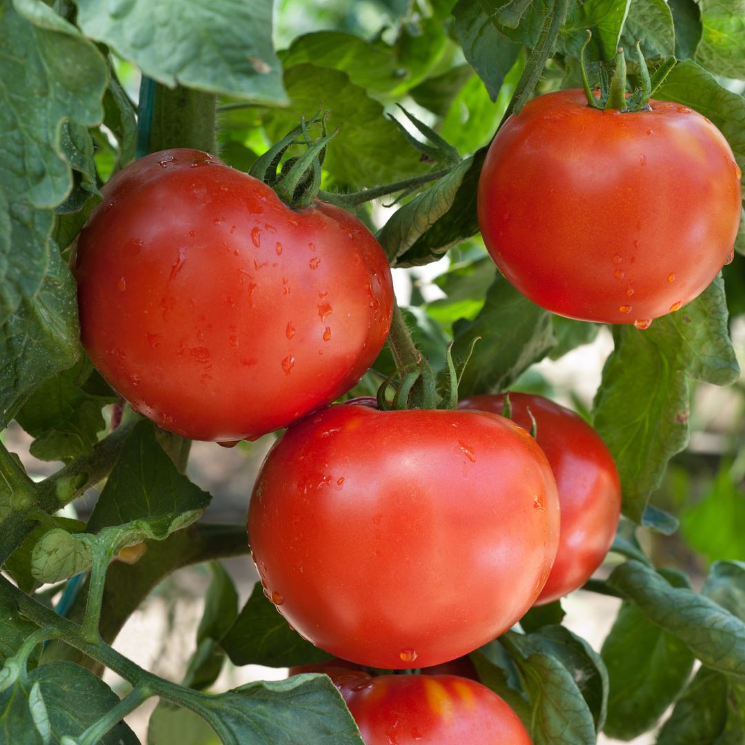 Determinate tomato growing in a pot.