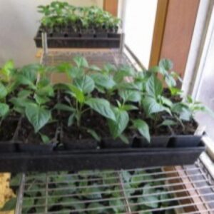 5-week old pepper plants