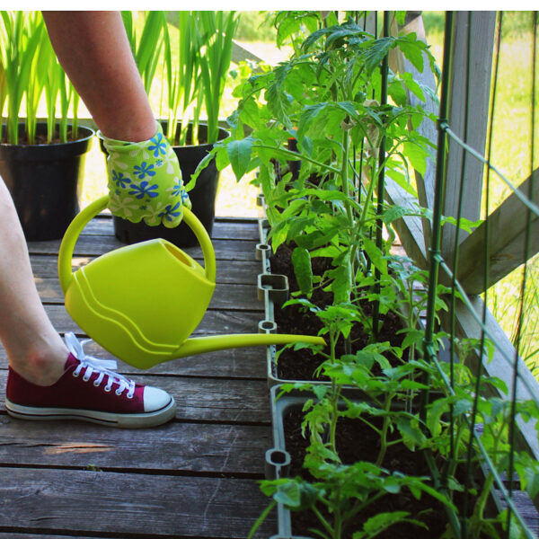 A variety of heirloom tomatoes growing in a container on the deck backed with a wire trellis.