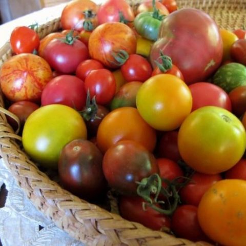 Growth Characteristics of Heirlooom Tomato Varieties