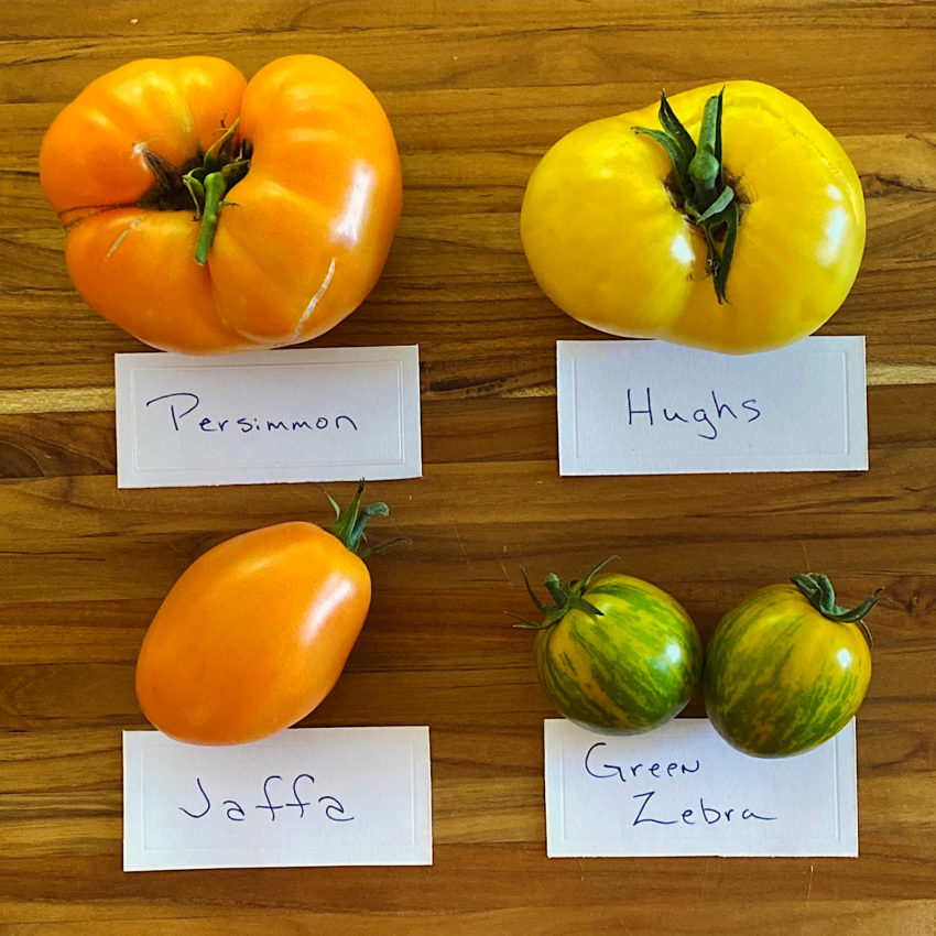 yellow tomatoes varieties