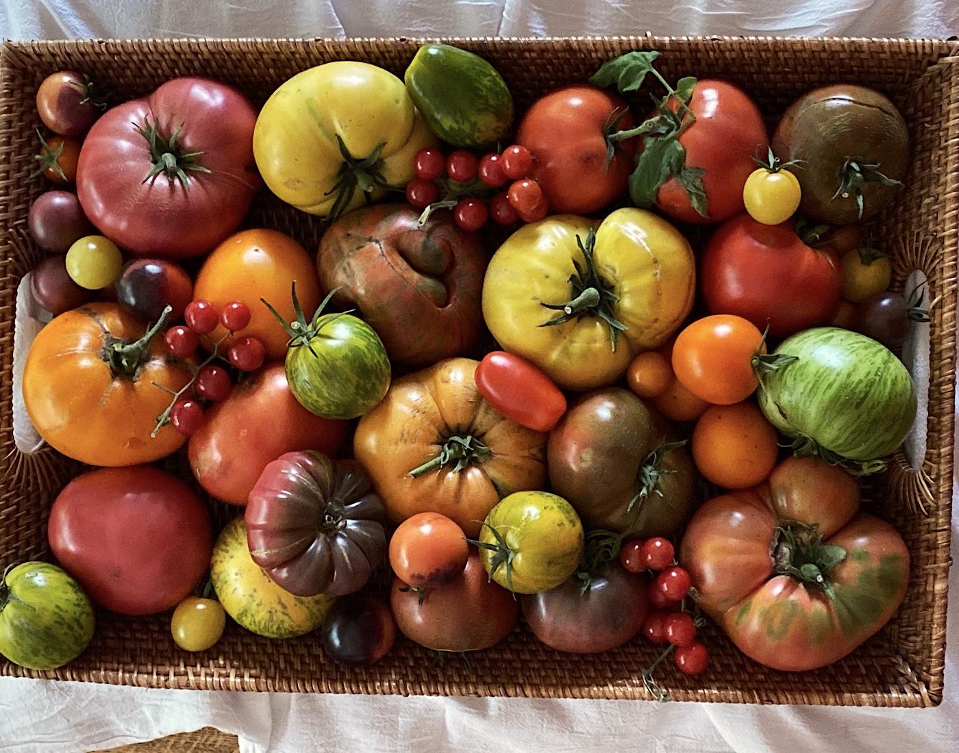 Mixed varieties of heirloom tomatoes on display.