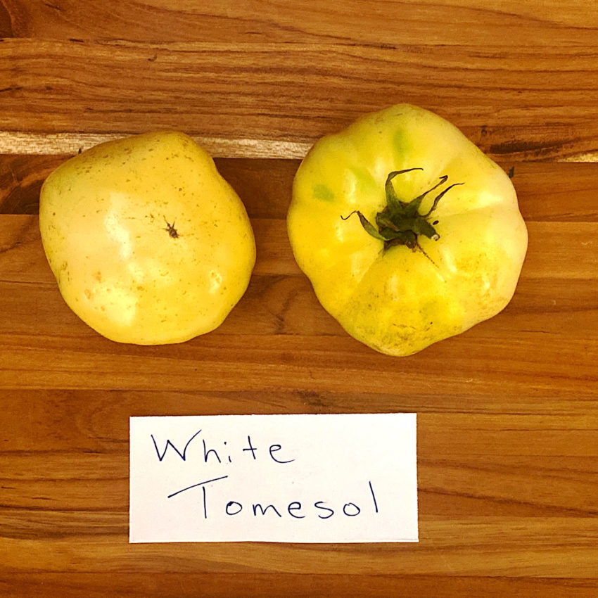 White Tomesol tomato