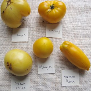 Four popular yellow varieties of heirloom tomatoes