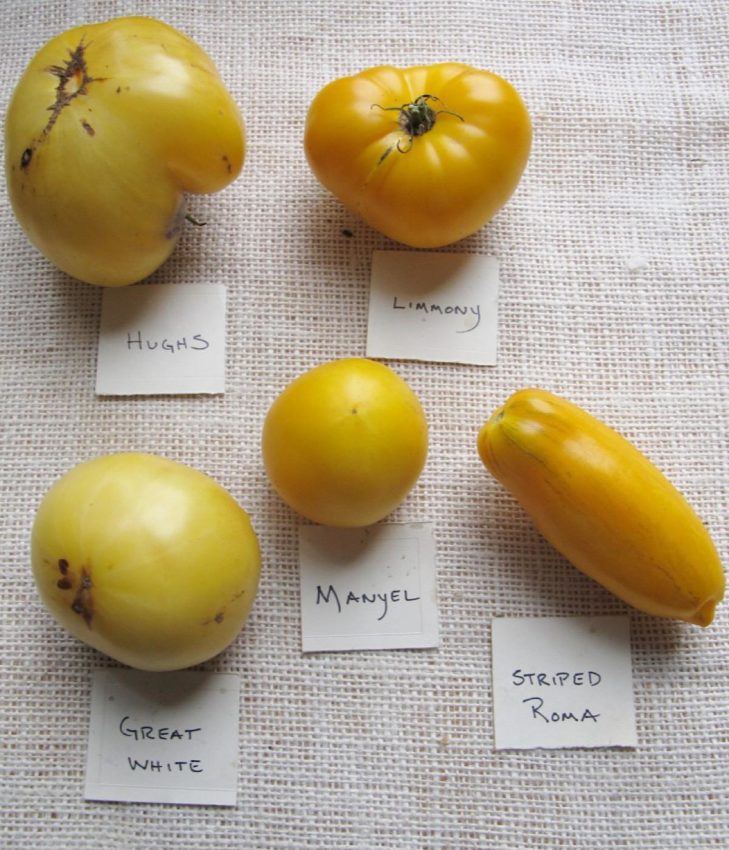 Four popular yellow varieties of heirloom tomatoes