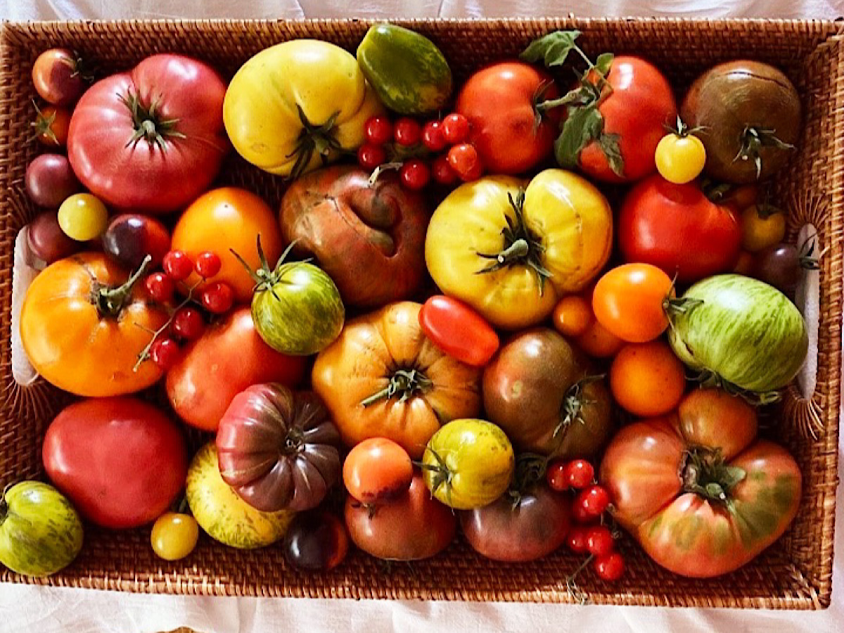 Basket of different varieties of heirloom tomatoes, ranging in all colors and sizes.