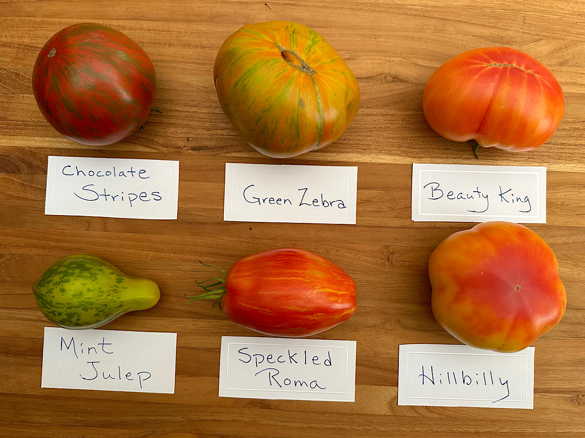 Six popular striped or bi-color heirloom tomatoes on a cutting board.