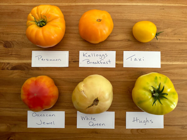 Six popular orange and yellow heirloom tomatoes