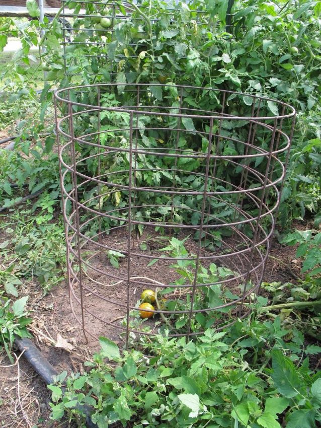 Large tomato cage for trellising tomatoe