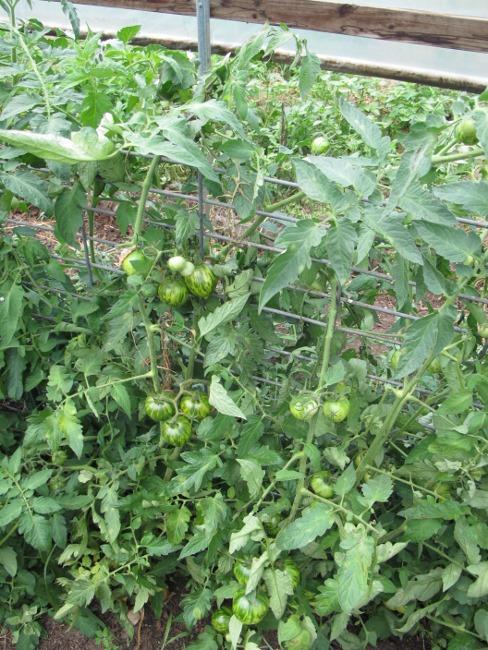Tomatoes growing on hogwire trellis system in mid-August