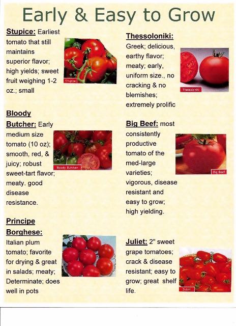 Selecting the Best Tomato Varieties for Your Garden, Homegrown