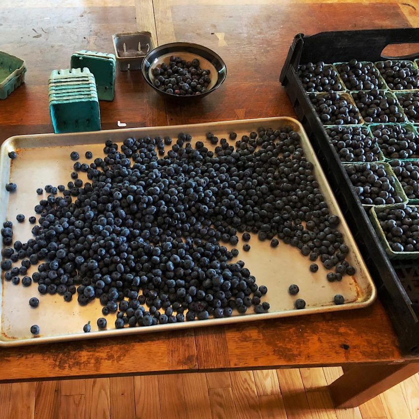 Sorting freshly picked blueberries