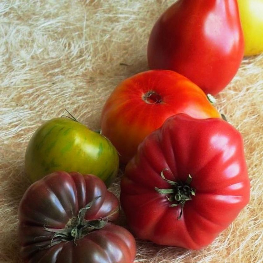 Best heirloom tomato varieties in 2020