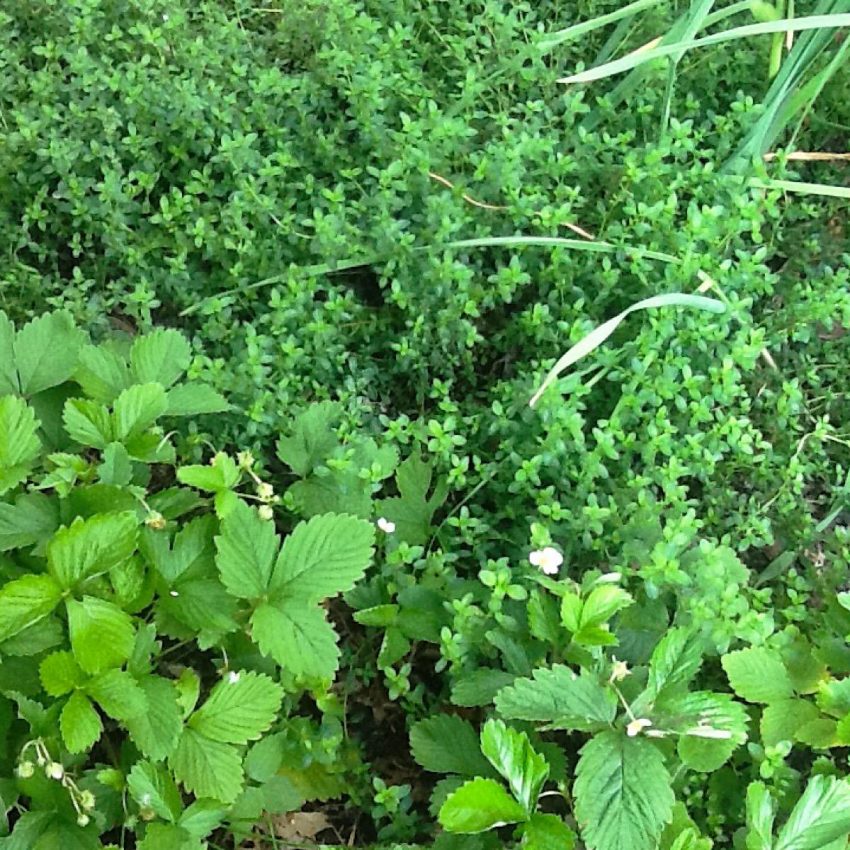 Small white Alpine strawberries growing in early Spring before turning red