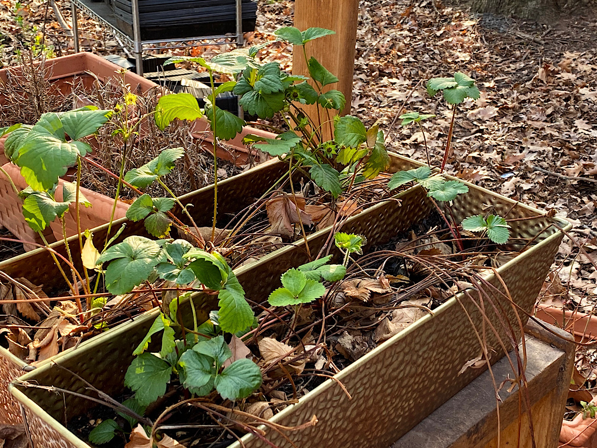 Strawberries in containers that were wintered over