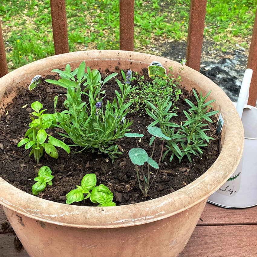 Mediterranean herbs planted together in large pot.