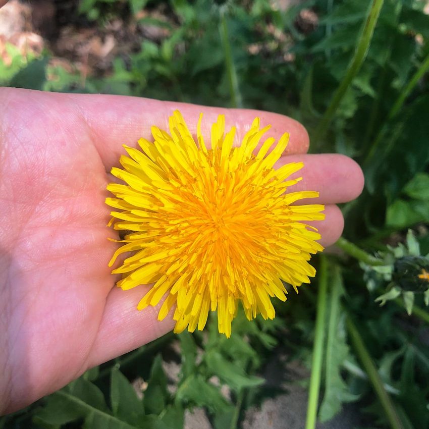 Organic dandelion to be used to make dandelion jelly
