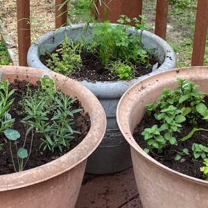3 different herb combinations growing in containers.