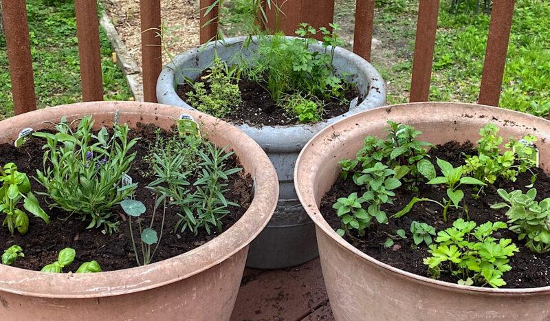 3 different herb combinations growing in containers at HeathGlen Farm.