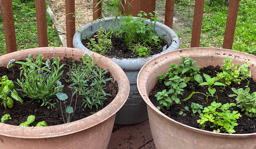 3 different herb combinations growing in containers.