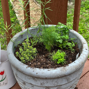Herbs for seafood dishes or partial shade grown in large pot.
