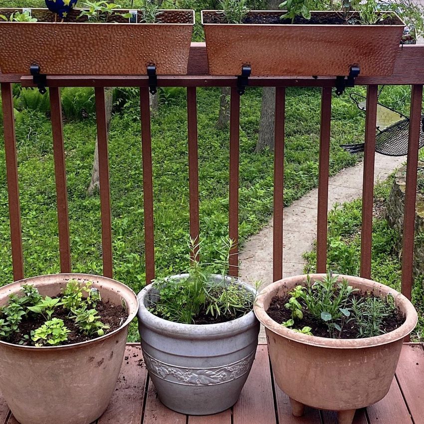 3 herb gardens in pots: Mediterranean, Seafood and Mexican