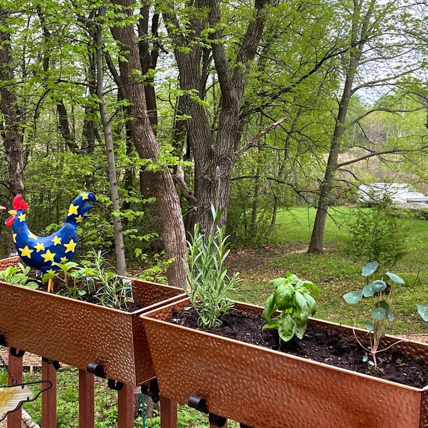 Combining herbs together in containers on the deck with different “themes”