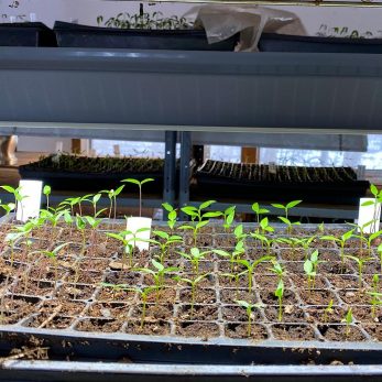 Starting Tomato & Peppers Indoors - LED vs Fluorescent Lights - Farm to ...