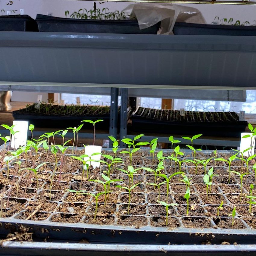 Pepper seedlings under LED shop lights