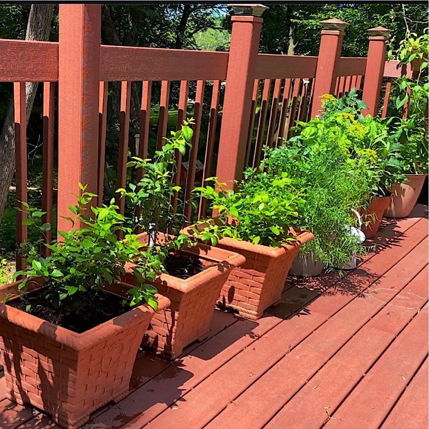 Container growing of fruits, vegetables & herbs