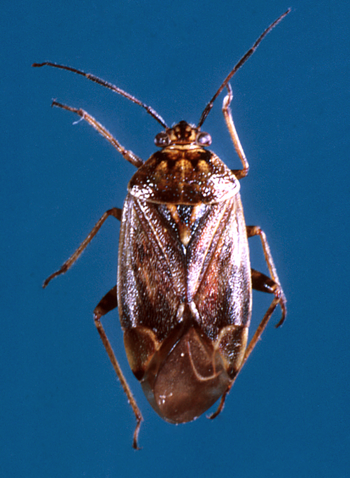 Close up photo of a tarnished plant bug.