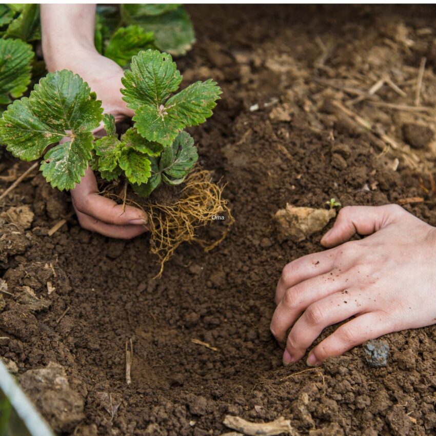 Planting a young strawberry plant in the ground, showing the root ball and the green crown.