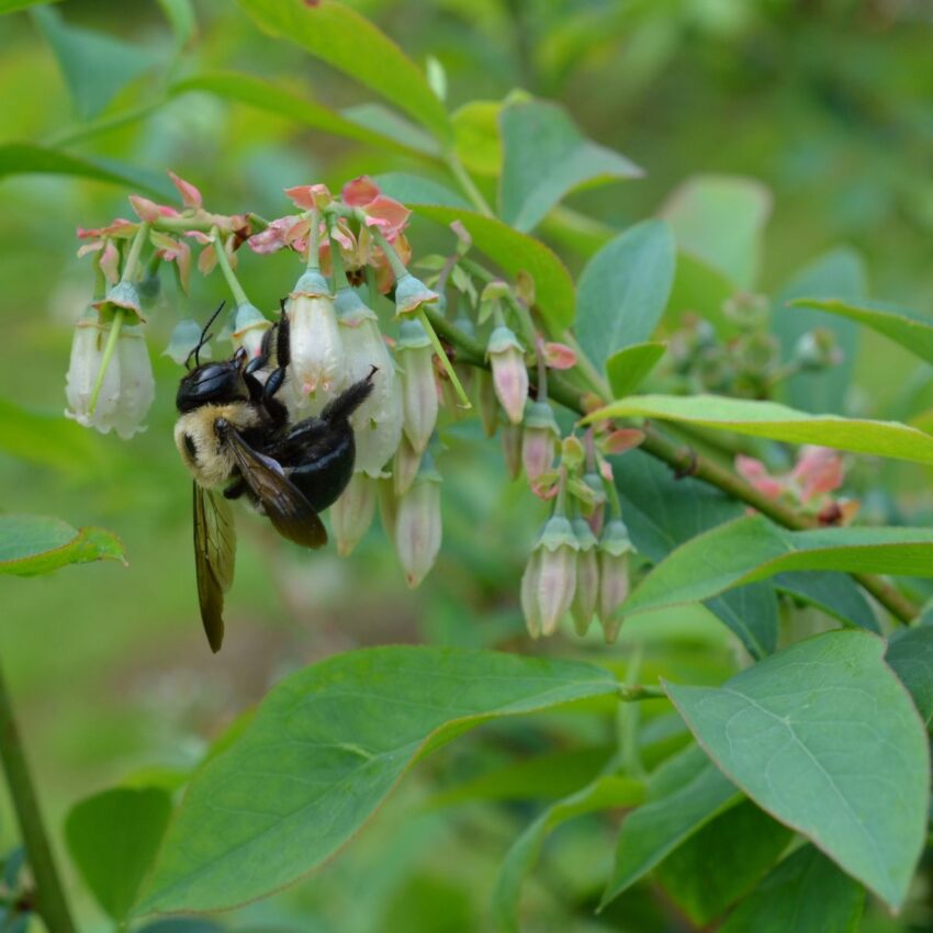 A bee pollinating a blueberry plant.