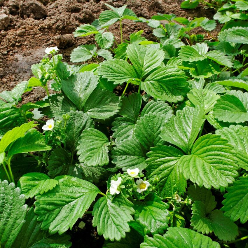 New strawberry plants growing in the ground wit small white blossoms.