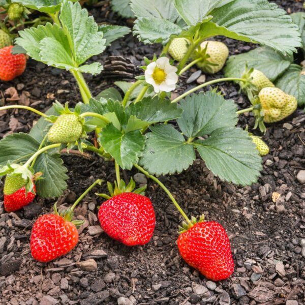 Strawberry plant growing in the garden.