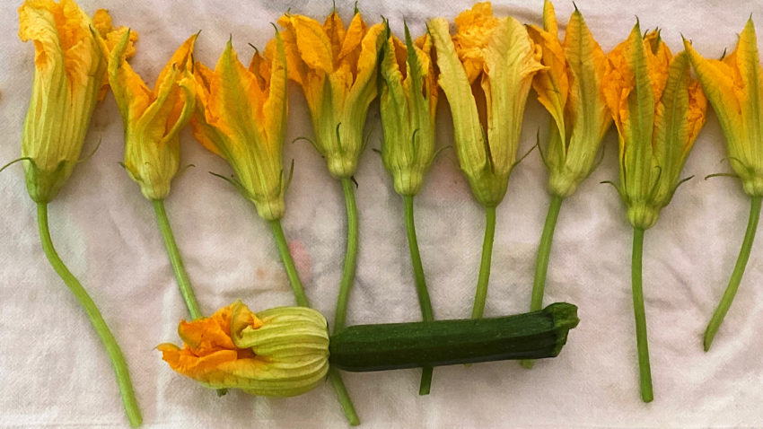 9 male zucchini blossoms and 1 female blossom