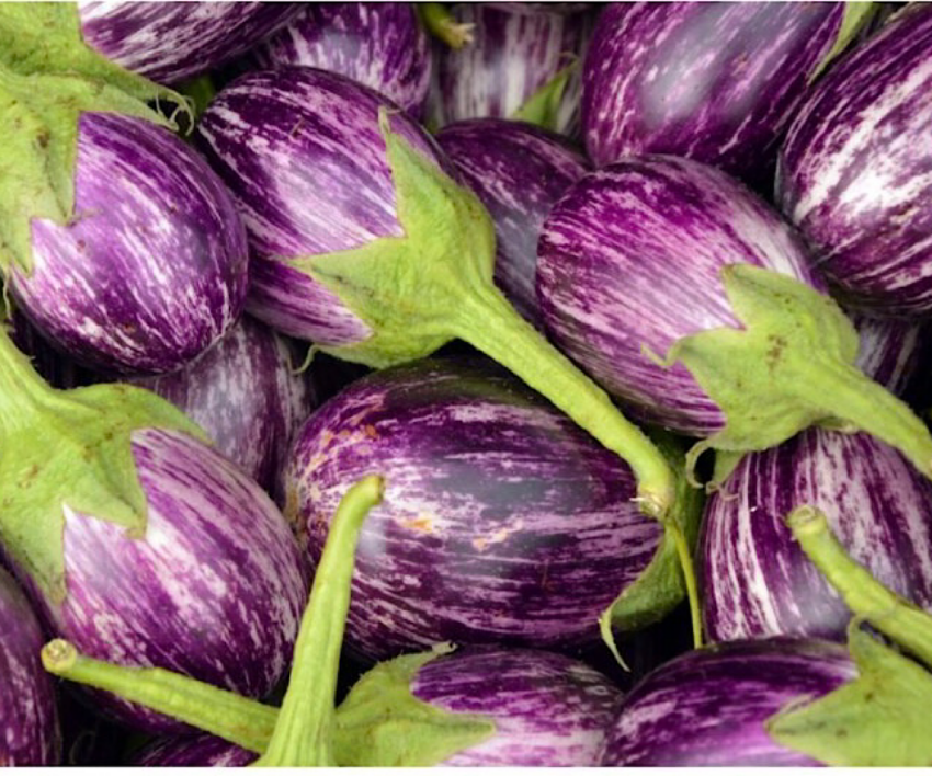 Purple streaked eggplant variety
