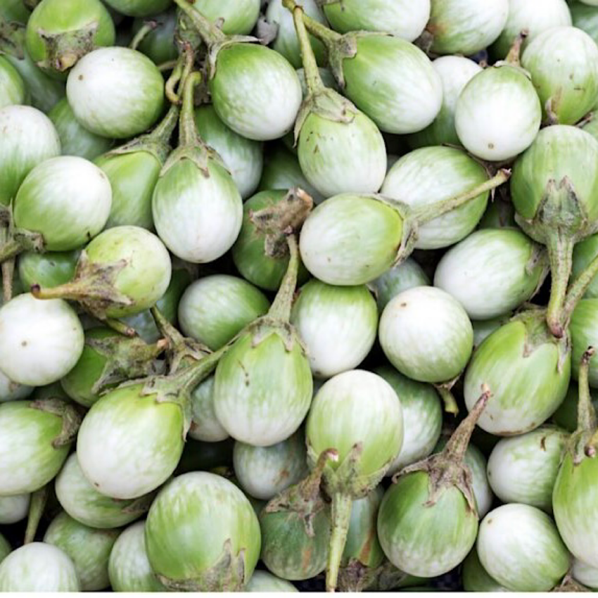 White eggplant heirloom variety