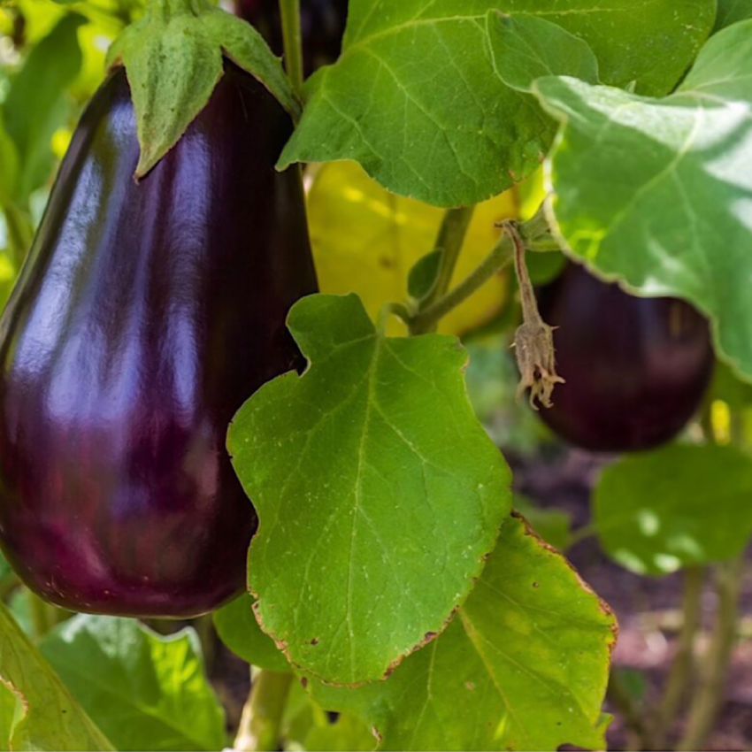 Black beauty eggplant variety growing on the plant.