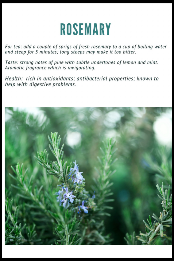 Infographic on using rosemary for herbal tea.