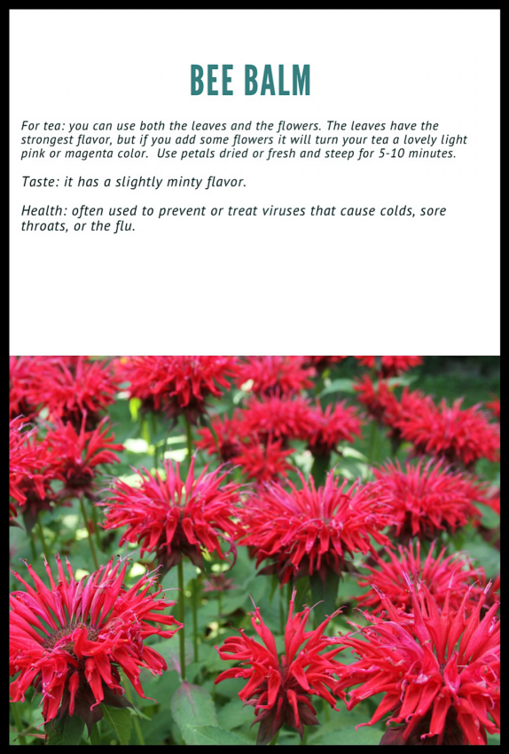 Infographic to use bee balm for herbal tea
