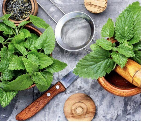 Some tools & ingredients for blending mint teas.