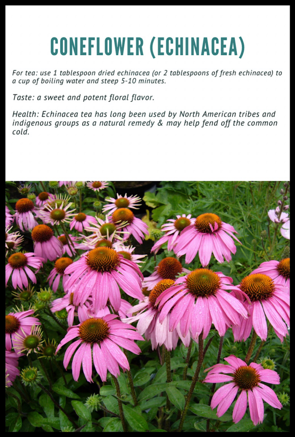 Using coneflower in herbal teas.