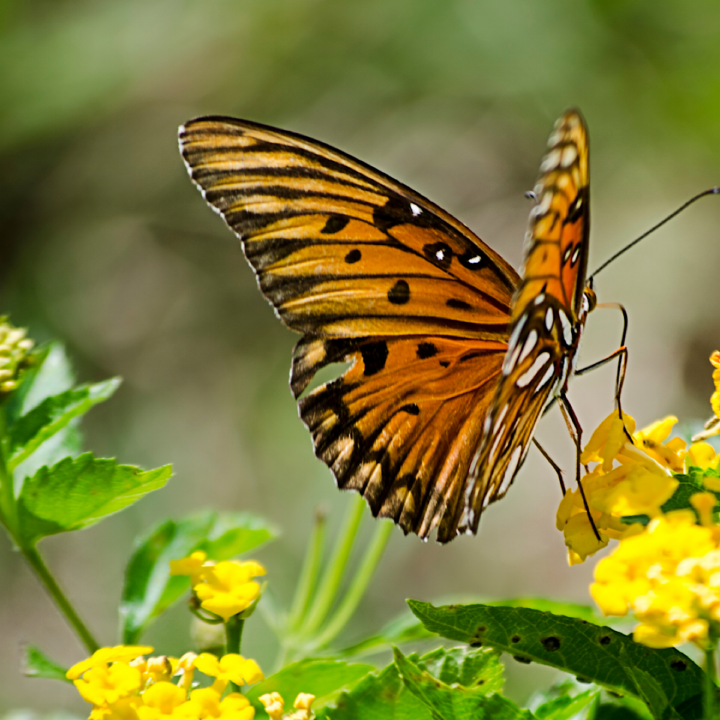 Best Flowers and Herbs to Attract Butterflies to your Garden or Home