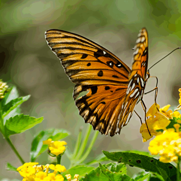 Butterfly enjoying the nectar of a flowering plant.