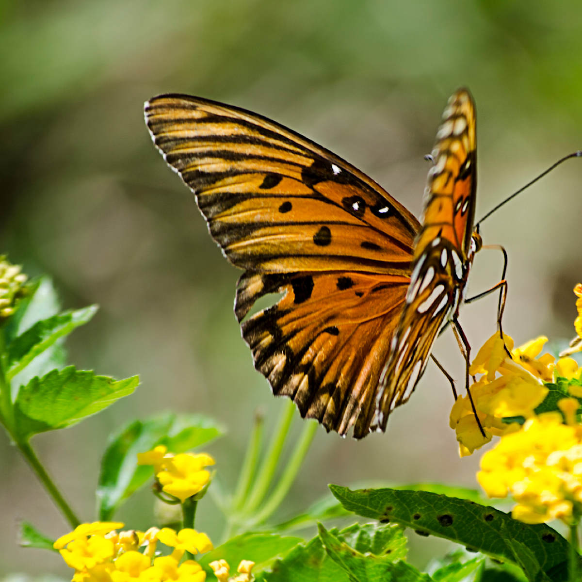 Best Flowers and Herbs to Attract Butterflies Farm to Jar